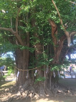 葛飾八幡宮