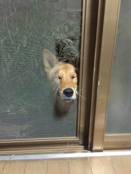 断熱は犬にも大事？？