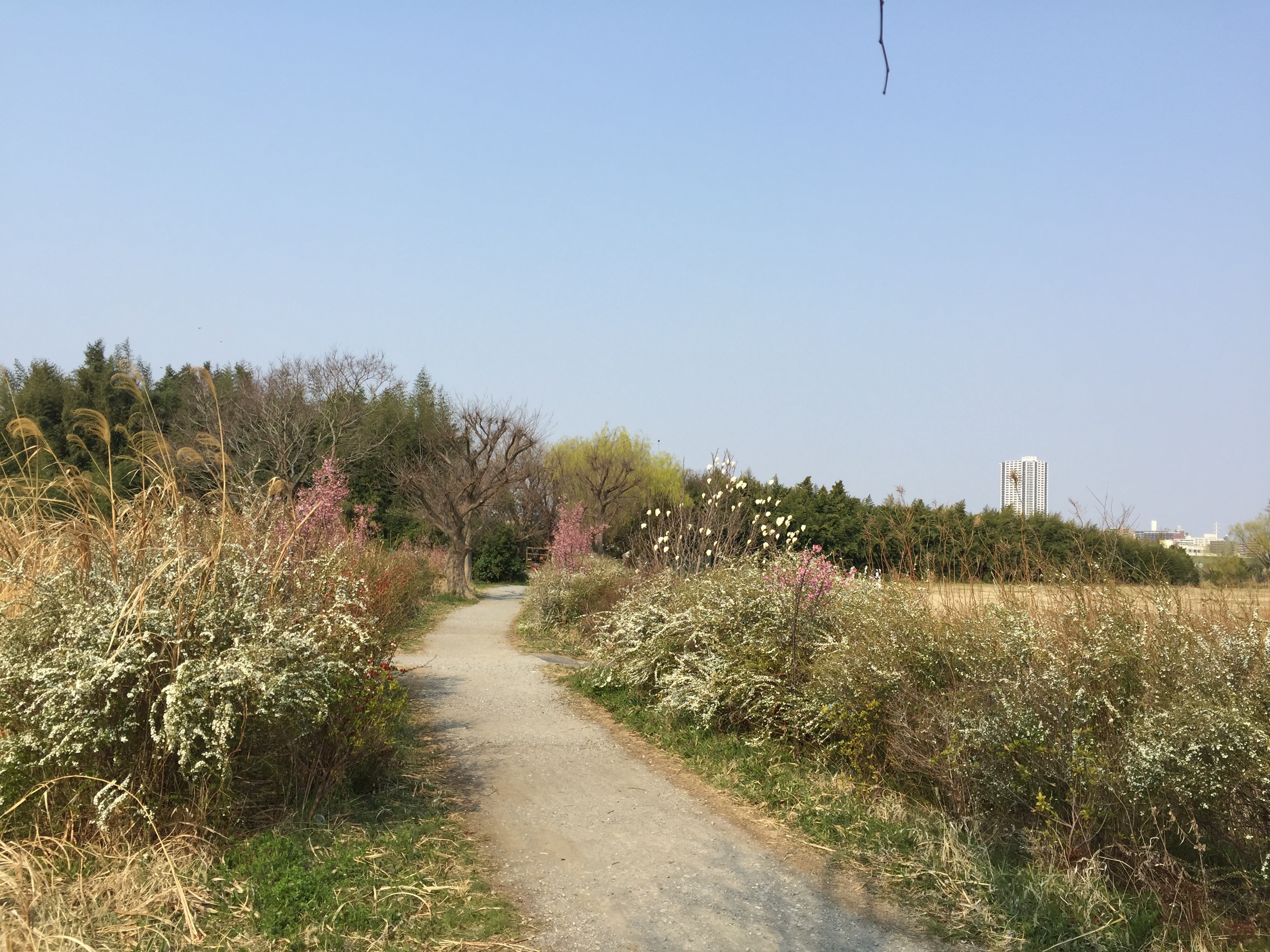 矢切の渡し　松戸市