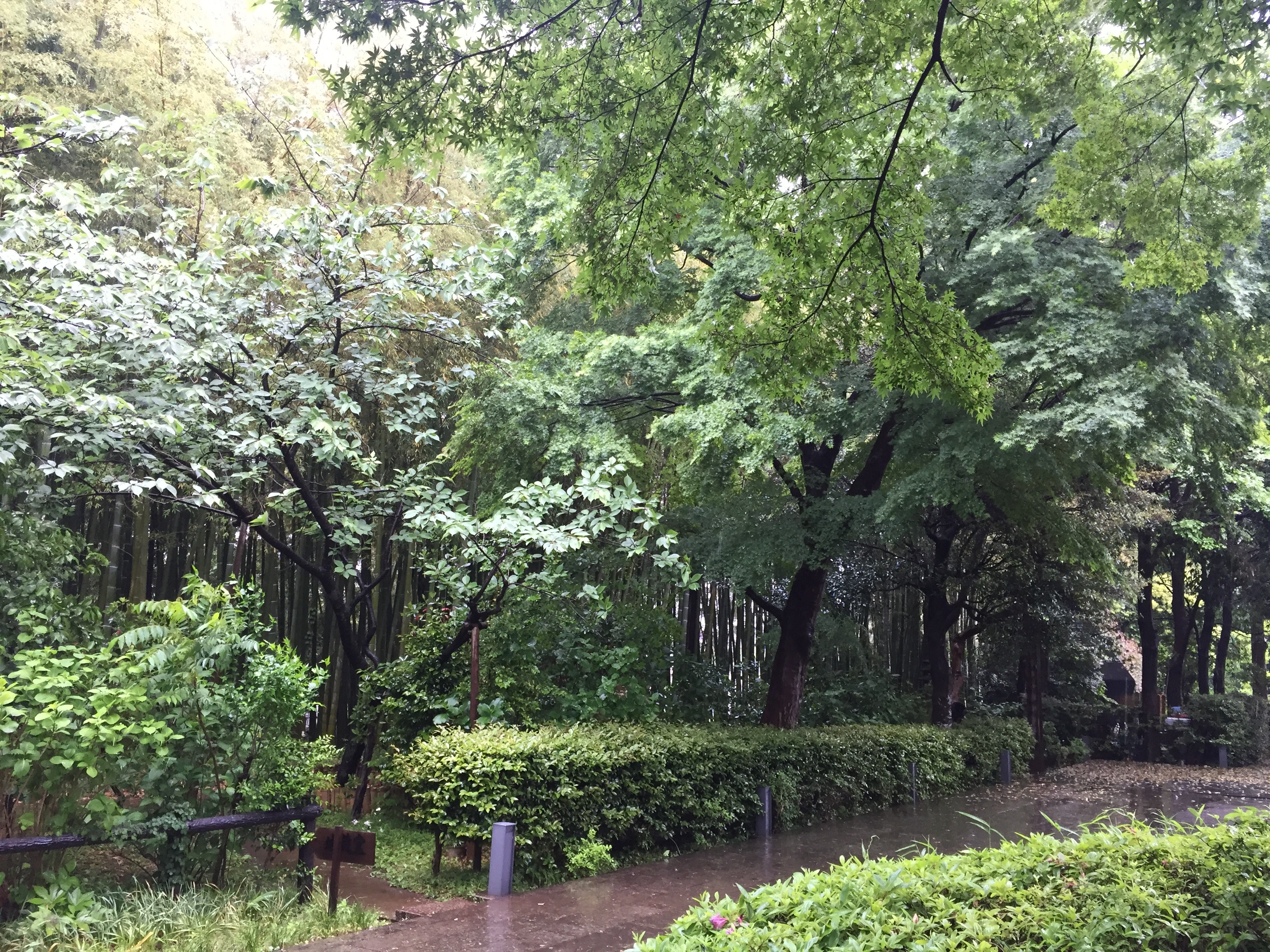 雨でしたが