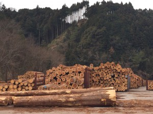 高知県の木材で家を造ろう！