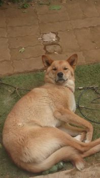 愛犬と楽しく暮らす家づくり