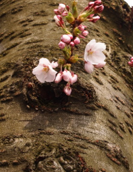 胴吹き桜