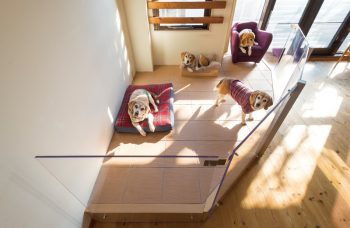 愛犬と楽しく暮らす家づくり | 市川市の工務店DAISHU｜二世帯住宅もお 