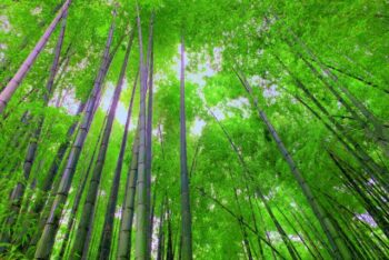 夏休みにDIYで外構のフェンスを交換 ①竹の伐採