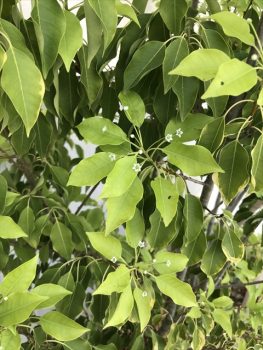 たくさんの緑があります