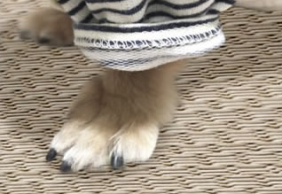 市川市S様邸　伸縮門扉・畳表替え工事